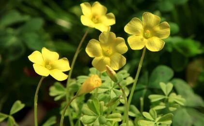 哪家英语机构培训好_英语机构培训效果_法律英语培训