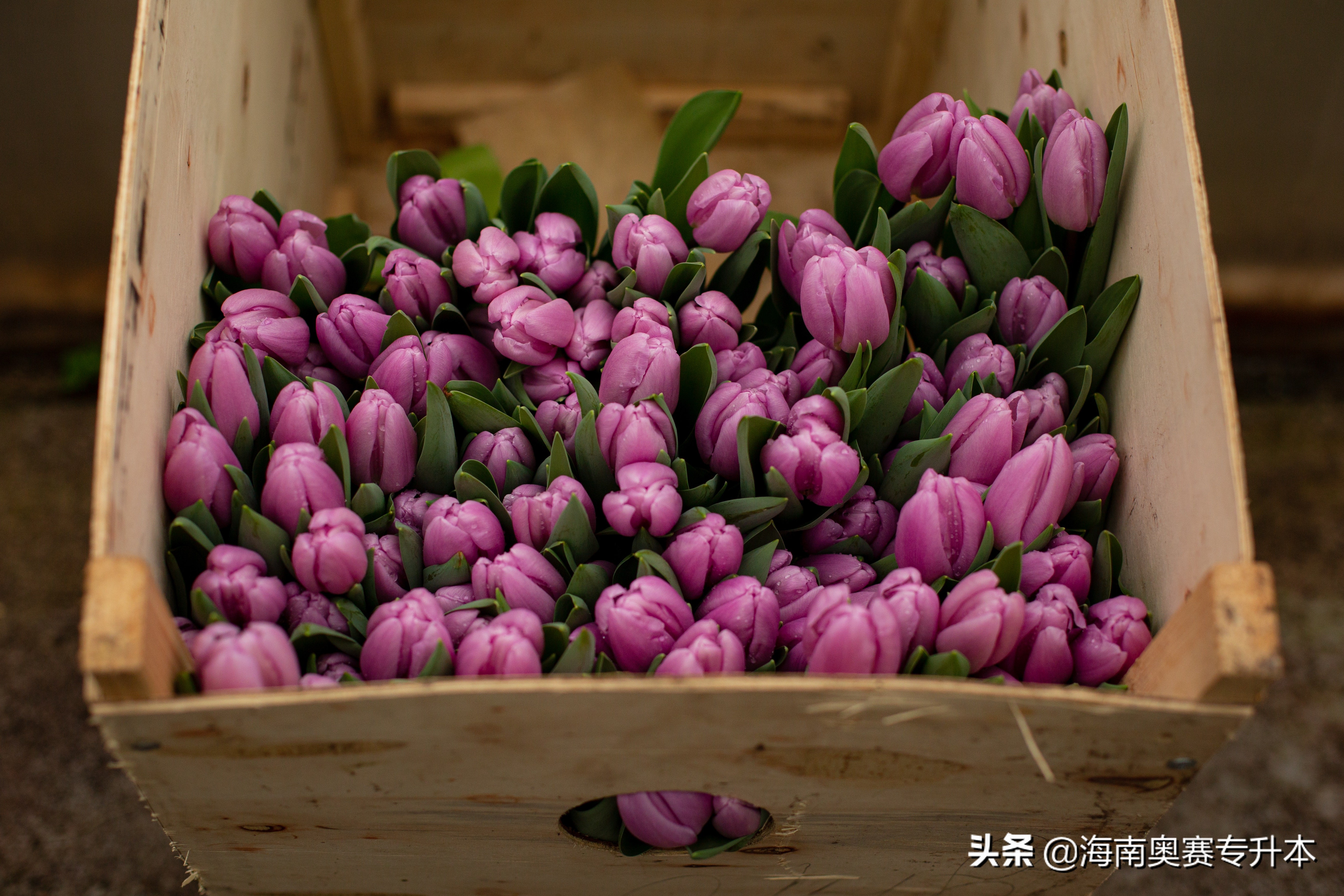 英语形容词省略to用法_零基础学英语语法_海南奥赛英语备考技巧