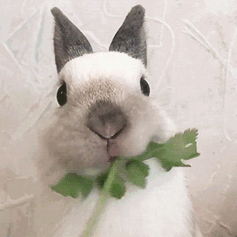 雅思是啥_许晴儿雅思7.5分备考技巧_黑龙江大学雅思备考经验