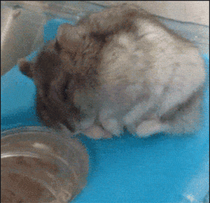 英语听力催眠效果_英语早读精神提升_睡觉时听英语有用吗